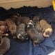 American Staffordshire bull terrier puppies availa