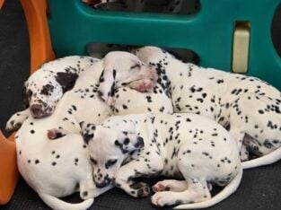 LUA/AKC Dalmatian puppies