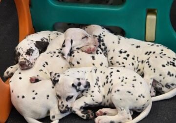 LUA/AKC Dalmatian puppies
