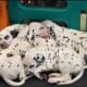 LUA/AKC Dalmatian puppies