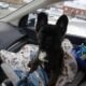 YAHanah – 6 mo Fluffy Frenchie