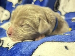 AKC Newfoundland Puppies – Blue – Male – Whipple