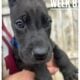 Bronx The Great Dane