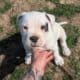 American Bulldog Puppies