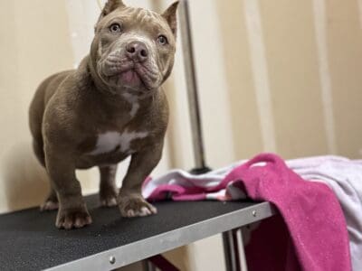 Female bully