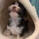 Havanese Puppies