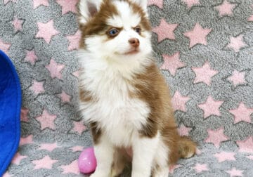 Female ICA Reg Pomsky TOY Evaluate Excellent “Emma