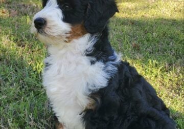 Puppies cared with love