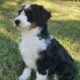 Puppies cared with love