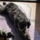 Shih Poo For Sale