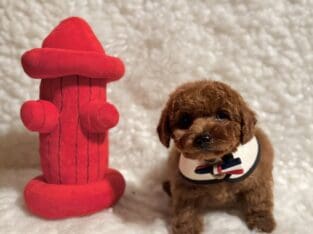 Poodle/M AKC full reg