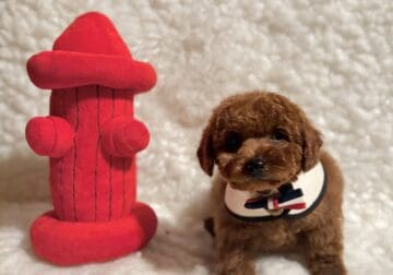 Poodle/M AKC full reg