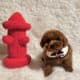Poodle/M AKC full reg