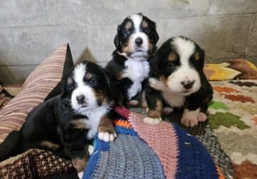 Bernese Mountain dogs