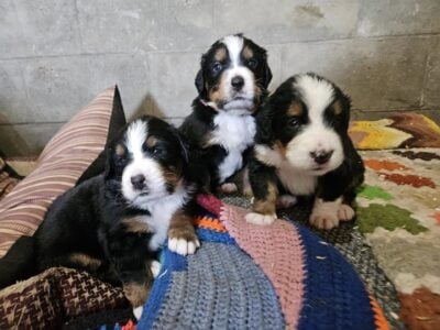 Bernese Mountain dogs