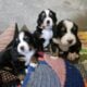 Bernese Mountain dogs