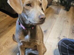 Weimaraner Mix Free to good home