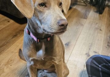 Weimaraner Mix Free to good home