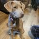 Weimaraner Mix Free to good home