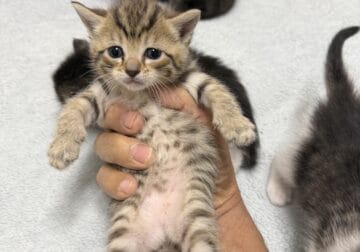 4 kittens for adoption born 4/17/25 healthy