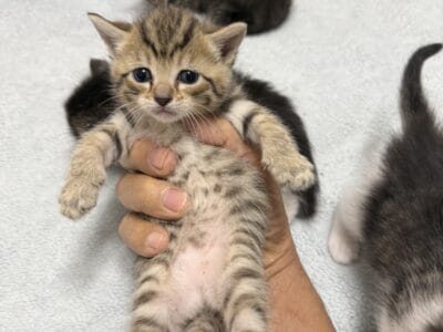 4 kittens for adoption born 4/17/25 healthy