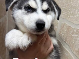 Husky puppies