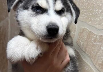 Husky puppies