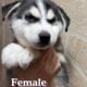 Husky puppies