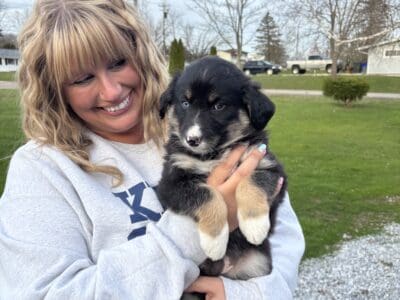 Mini Pomskydoodle puppies – Blue eyes – in Ohio