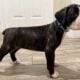 Euro Boxer Puppies AKC Registered