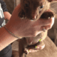 Beautiful Pom-Chi Puppies