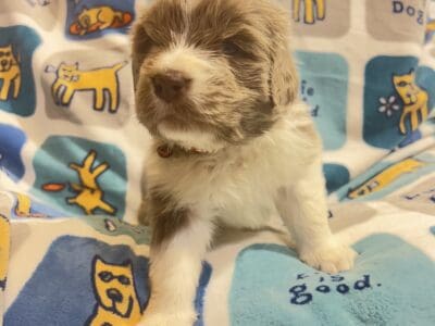AKC Newfoundland Puppies – Brown – Female – Raven
