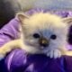 Ragdoll female kitten