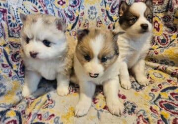 Pomsky pups