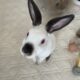 Free to Good Home – Bunnies Must Stay Together