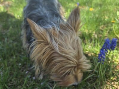 Yorkie shitzoo