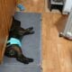 YAHanah – 6 mo Fluffy Frenchie