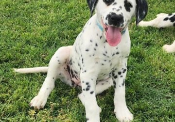 Lua Dalmatian Girl-Light Blue