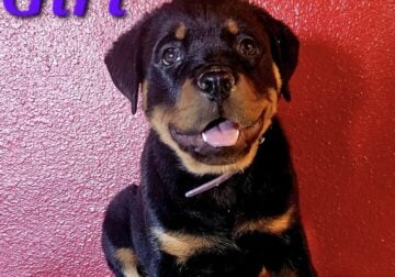 AKC Registered Rottweiler Puppies for sale
