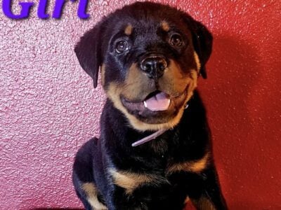 AKC Registered Rottweiler Puppies for sale
