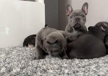AKC Blue Female