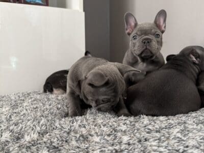 AKC Blue Female