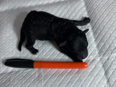 Tiny , Toy poodles