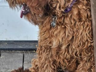 Irish Doodle big male puppy