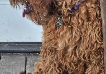 Irish Doodle big male puppy