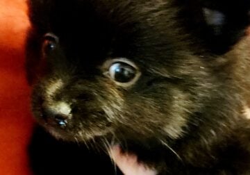 Pomeranian puppy Wisconsin ready 04/12/25