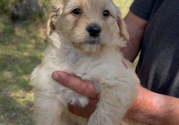 Aussiedoodle Puppies