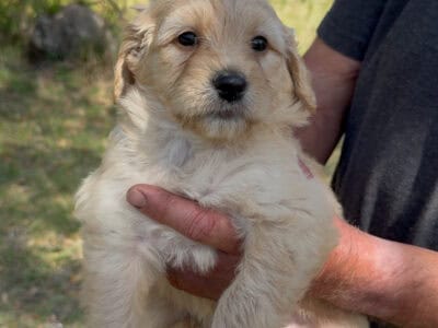 Aussiedoodle Puppies