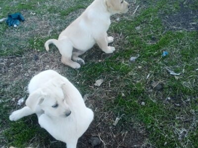 Yellow labs puppies 2 months old