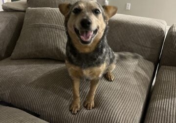 Adopt Me!
